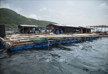 Phát triển bền vững nghề nuôi biển: Bài 2: Tháo gỡ điểm nghẽn về chính sách